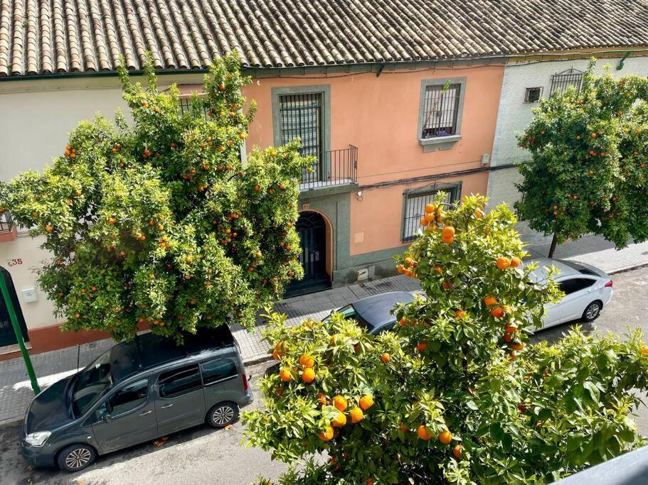 El Balcon De Los Naranjos Cordoba Dış mekan fotoğraf